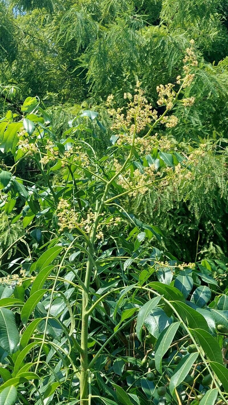 Seifenbaum 7