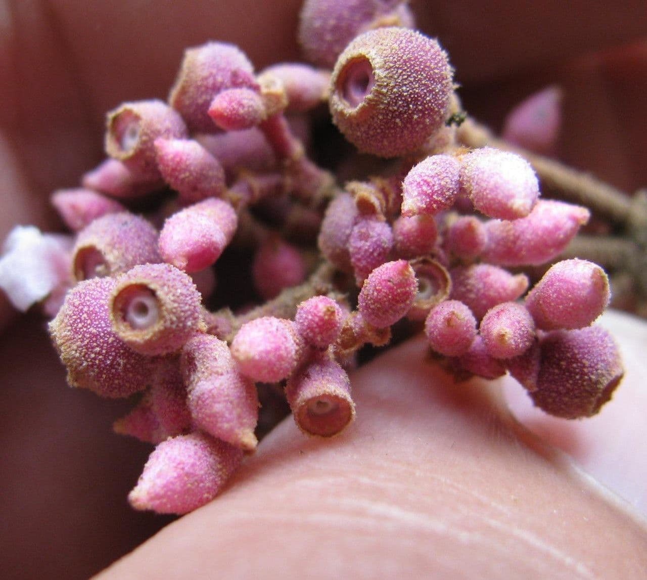 Miconia xalapská 2