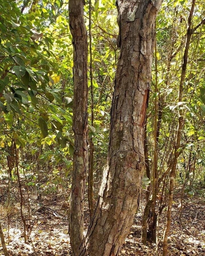 Curatella americana 20