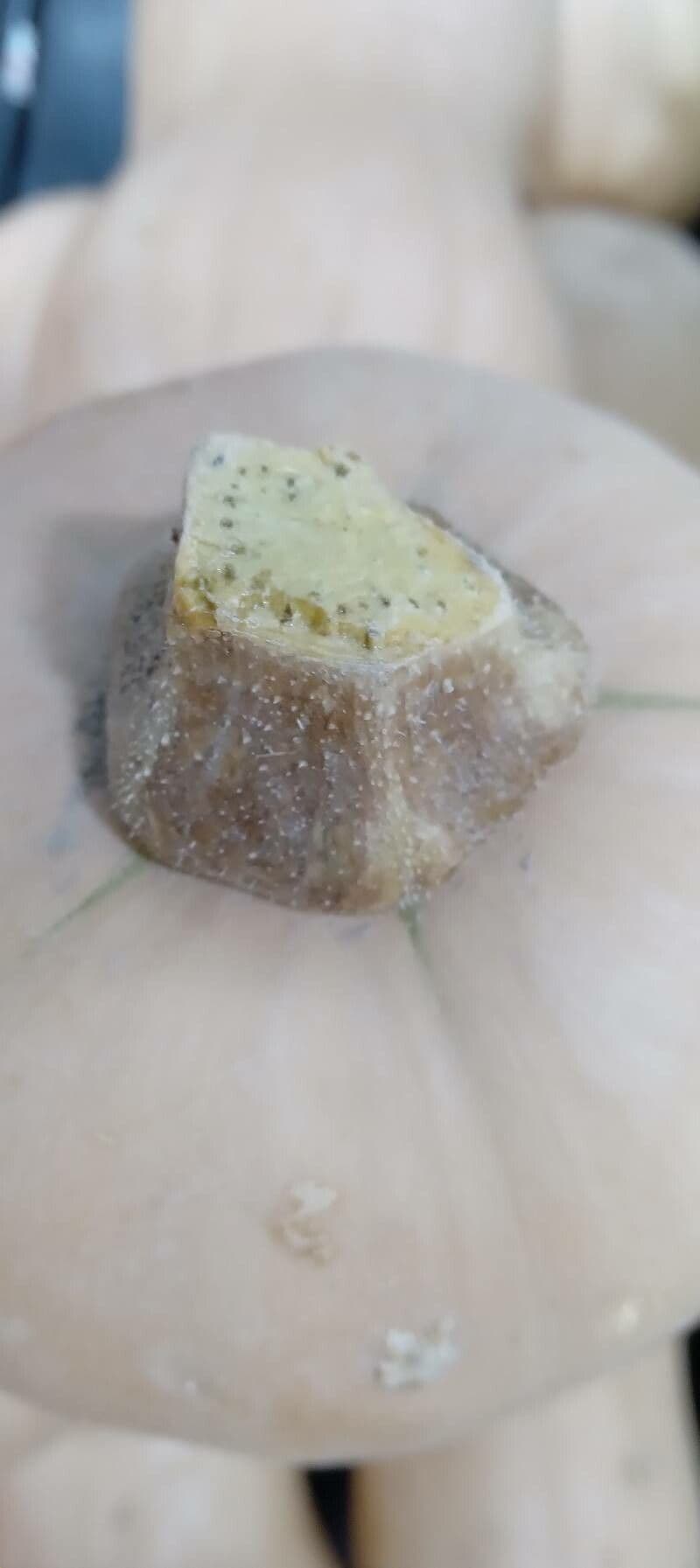 Zucca moscata 30