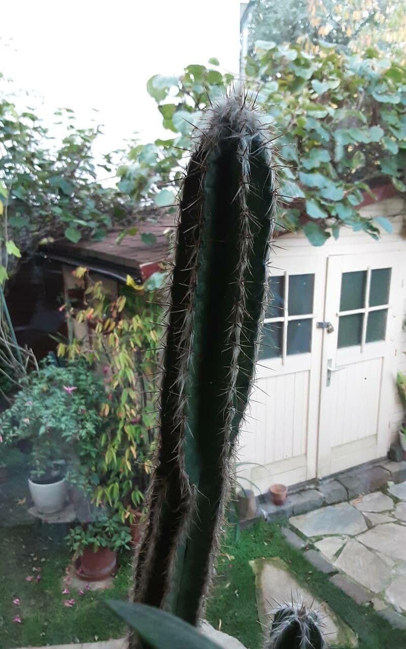 Woolly Torch 13