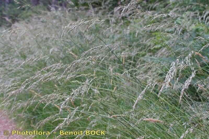 Agrostis curtisii 18