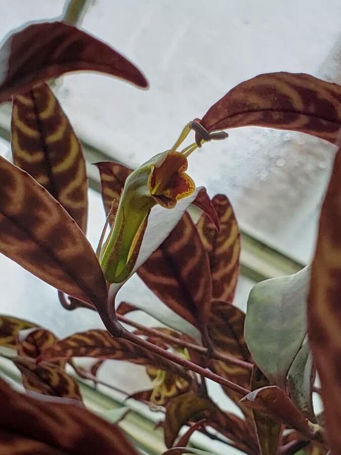 Aeschynanthus