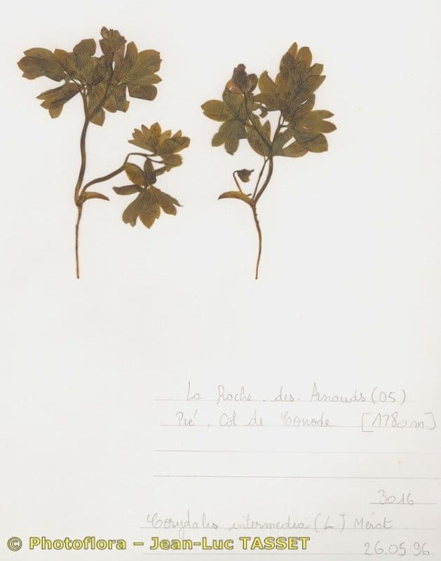 Colombina intermedia 13