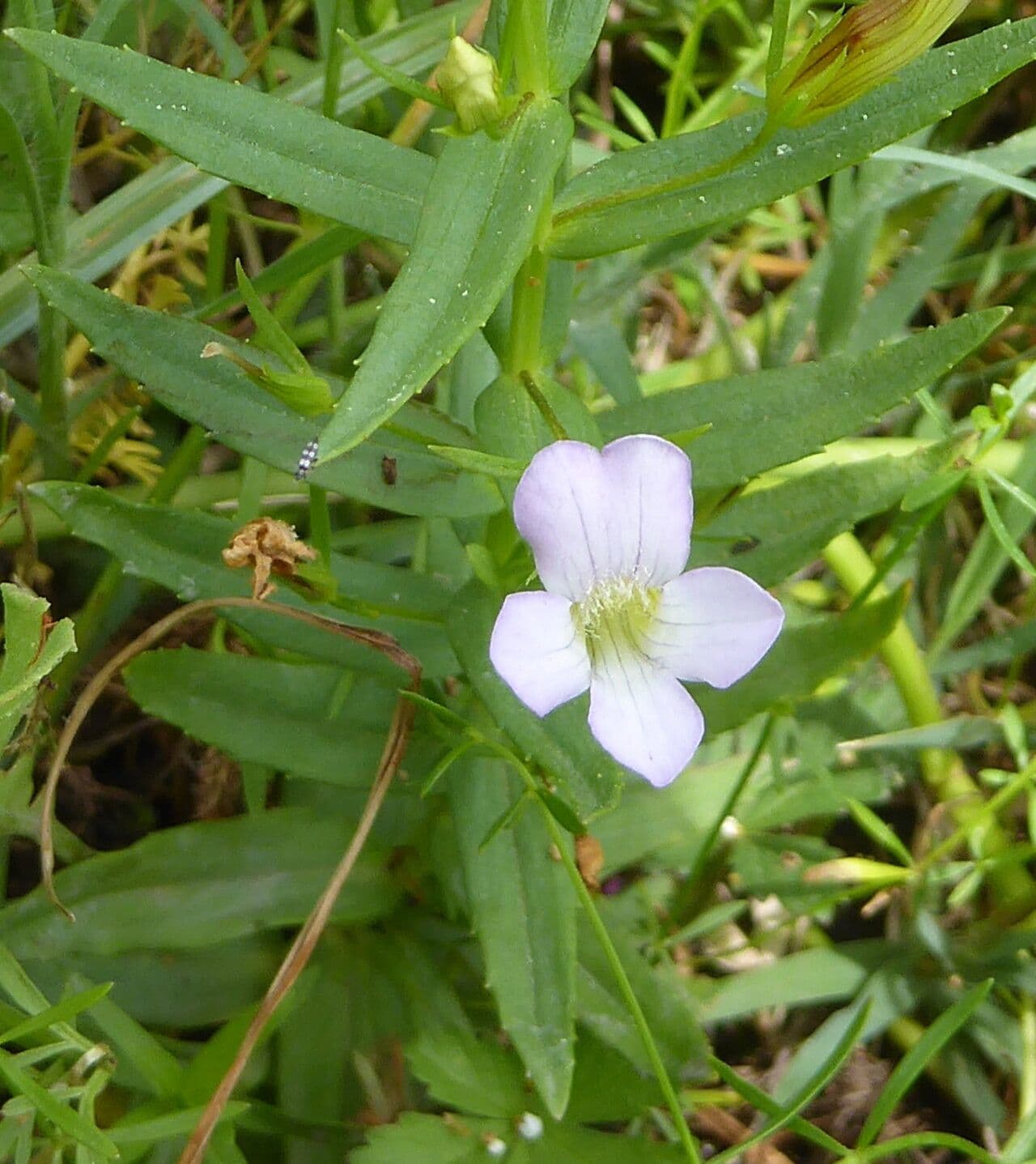 Graciola lekárska 5