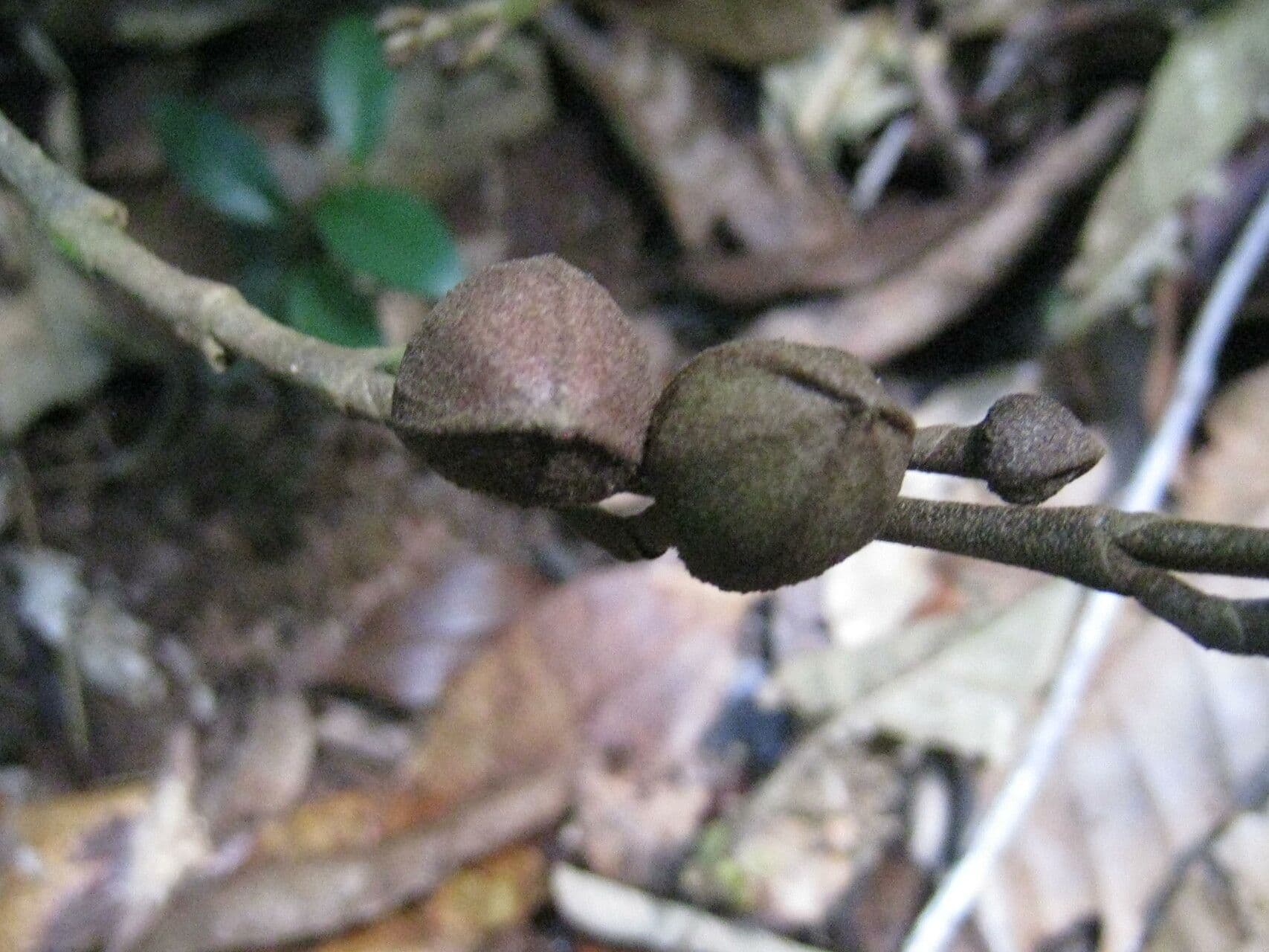 Duguetia