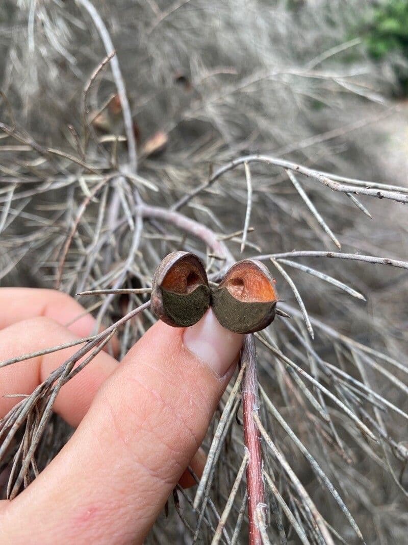 Hakea gibbosa 2