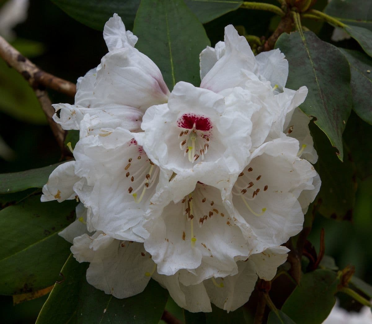 Rododendro