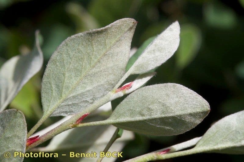 Cotoneaster 8