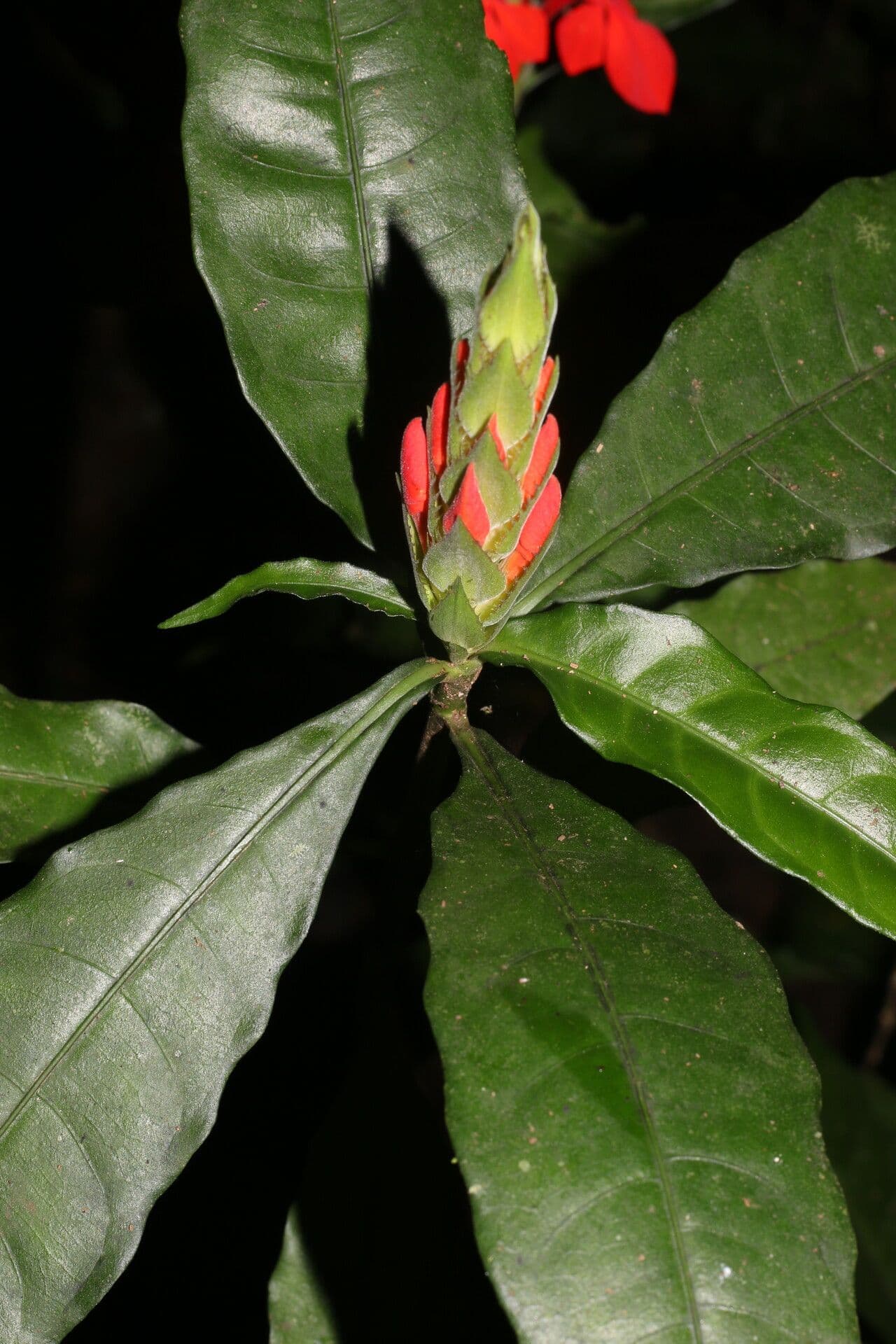 Aphelandra aurantiaca 10