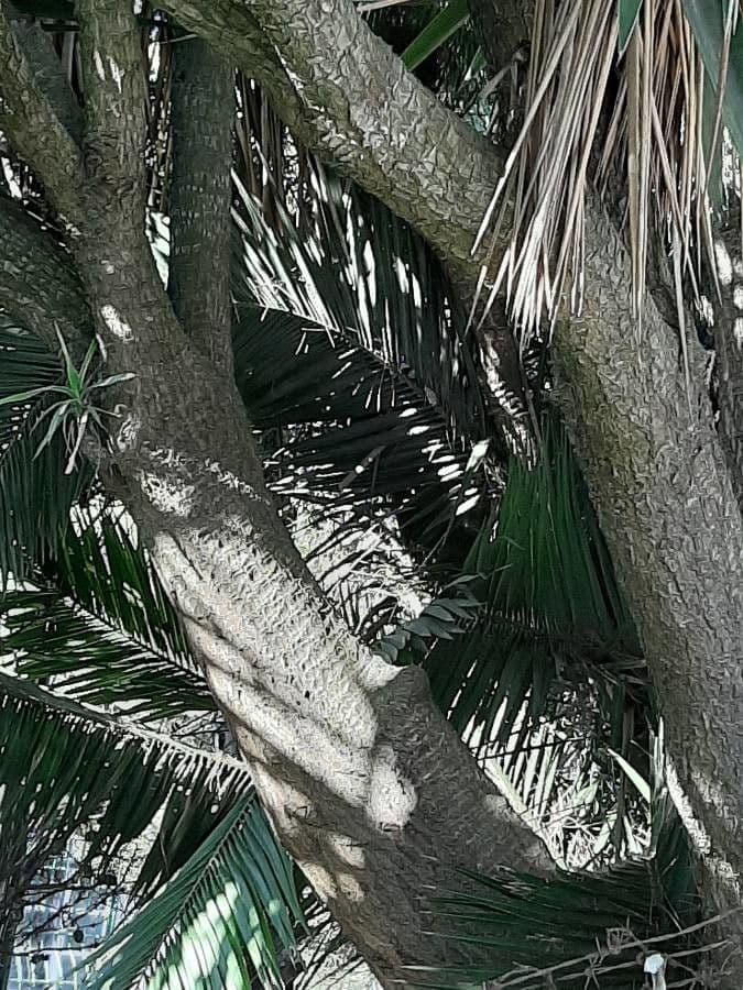 Yuca schidigera 19
