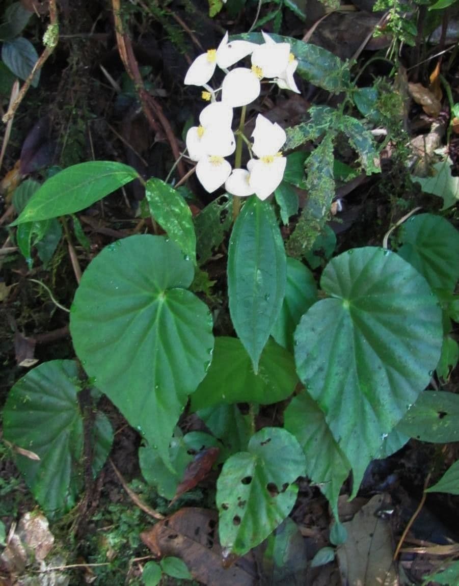 Begonia 13