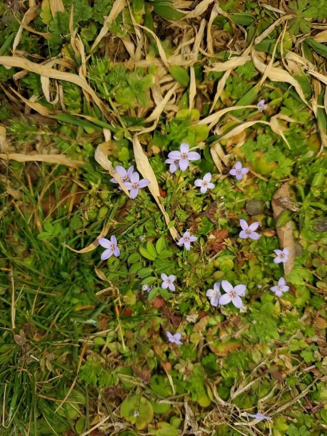 Houstonia micrantha