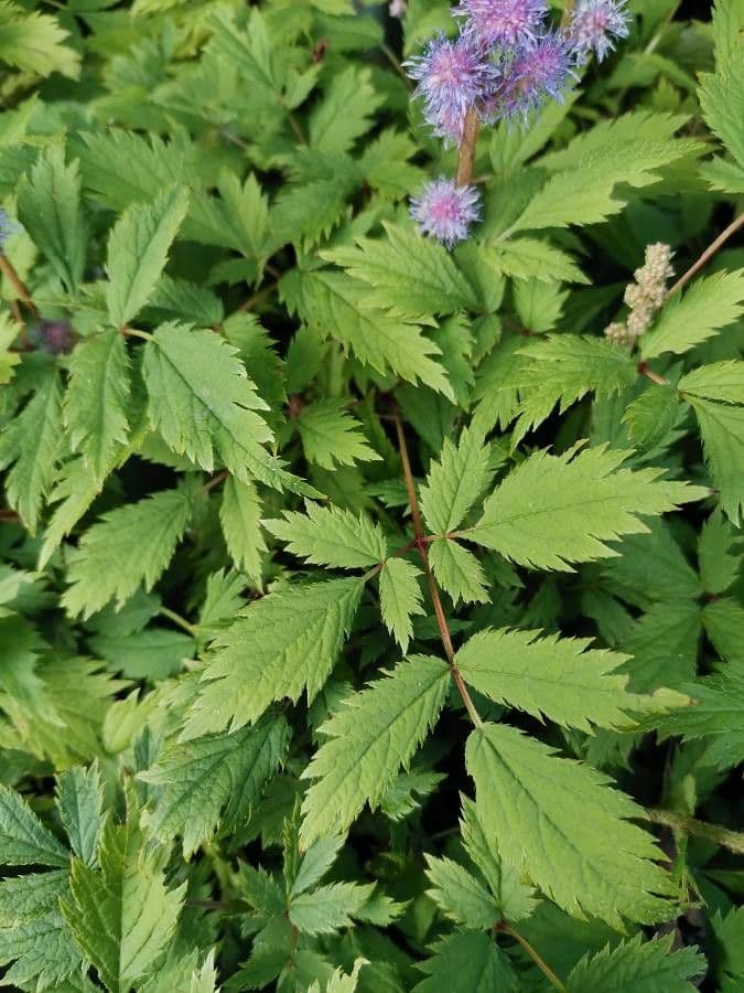 Astilbe rossa 14