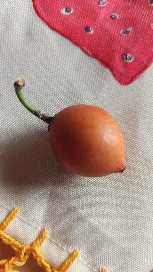 Garcinia brasiliana 3