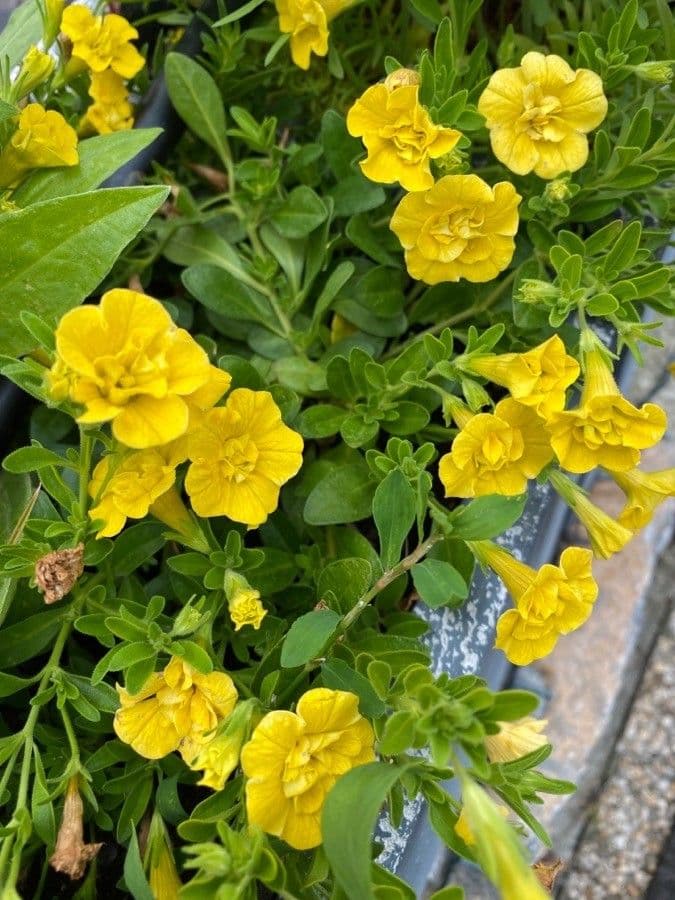 Kleinblütige Kalibrachoa