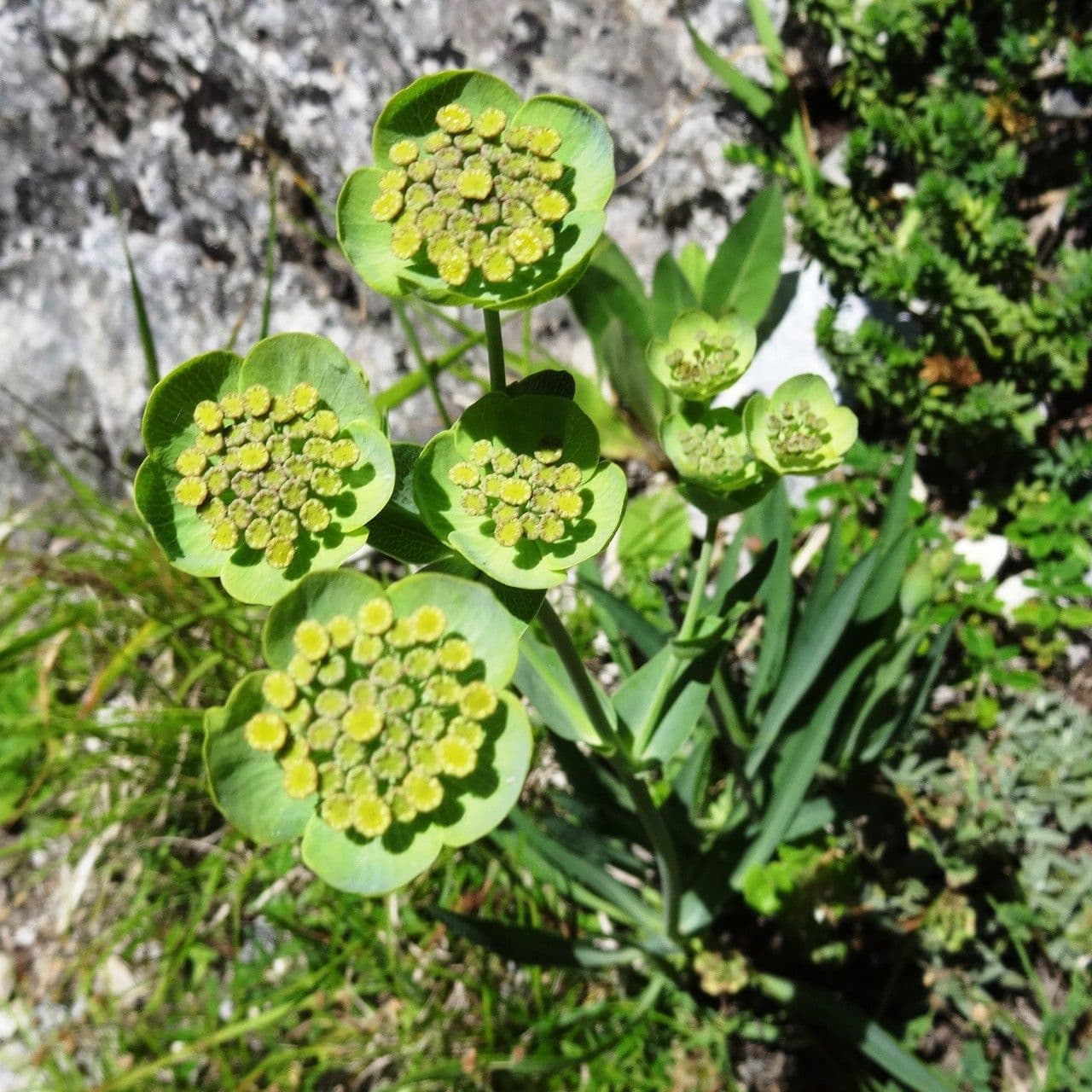 Bupleurum angulosum 7