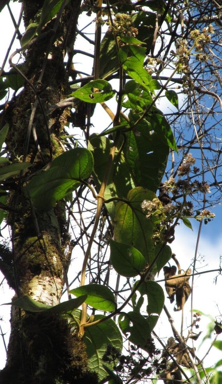Mikania banisteriae 8