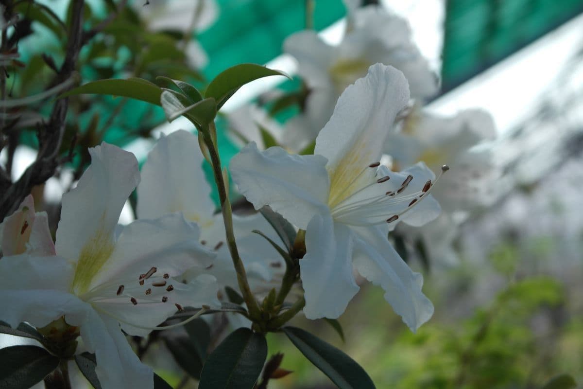 Rododendro 3