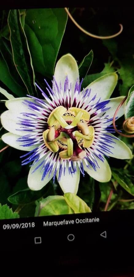 Passiflora azzurra 6