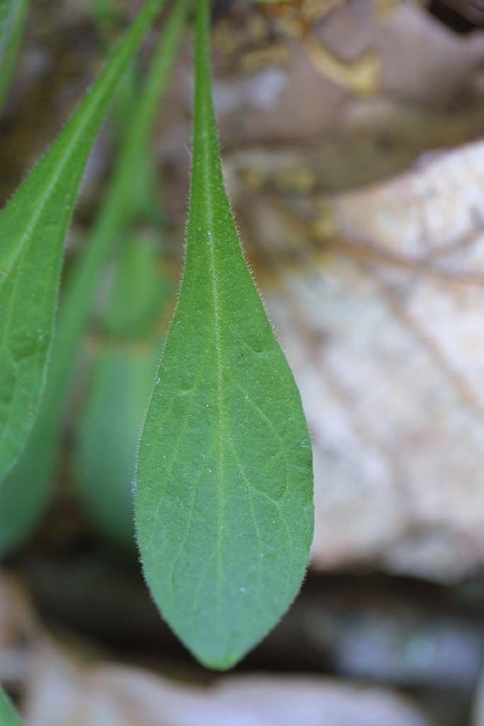 Silene virginica 14