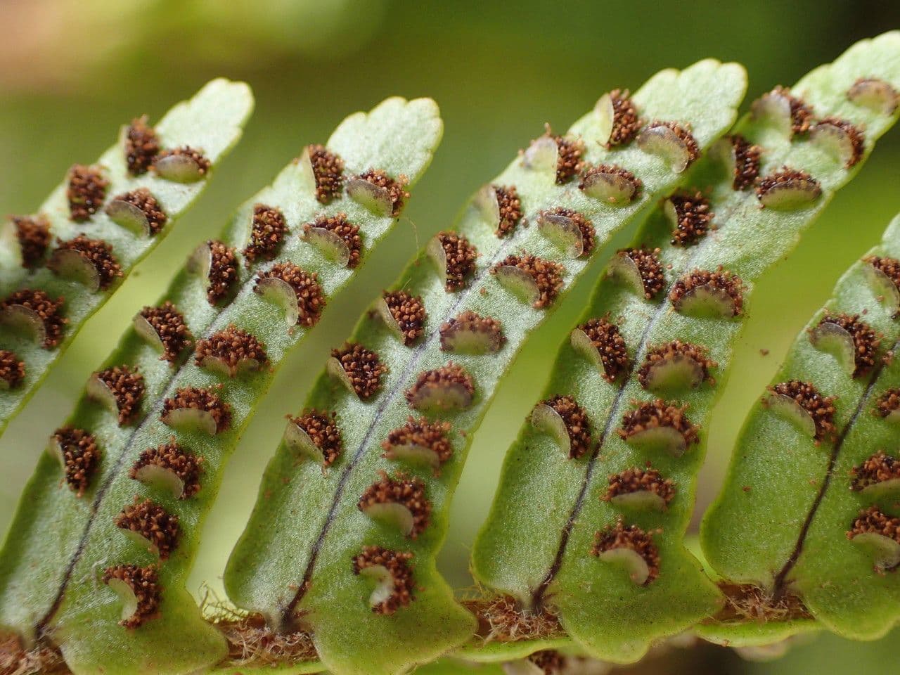 Nephrolepis exaltata