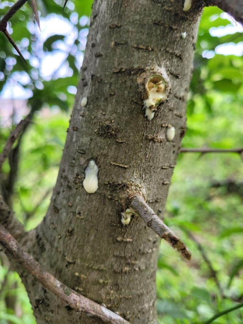 Färbermaulbeerbaum 7