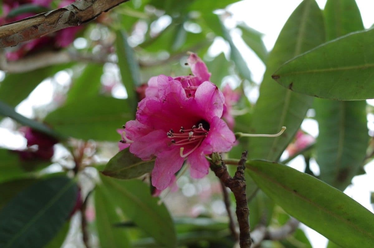 Rododendron anthosphaerum 3