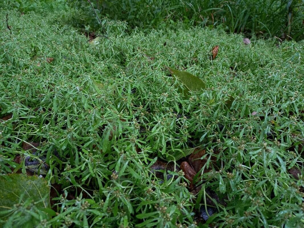 Gnaphalium 14