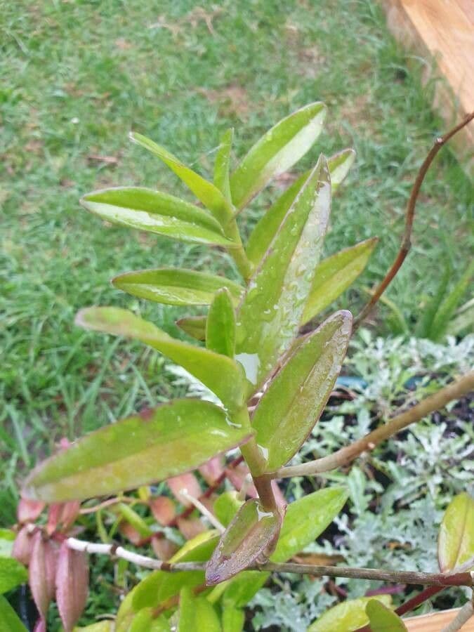 Epidendrum ibaguense 17