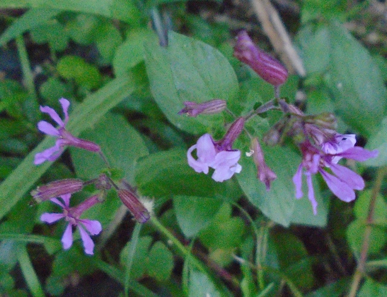 Cuphea racemosa 3
