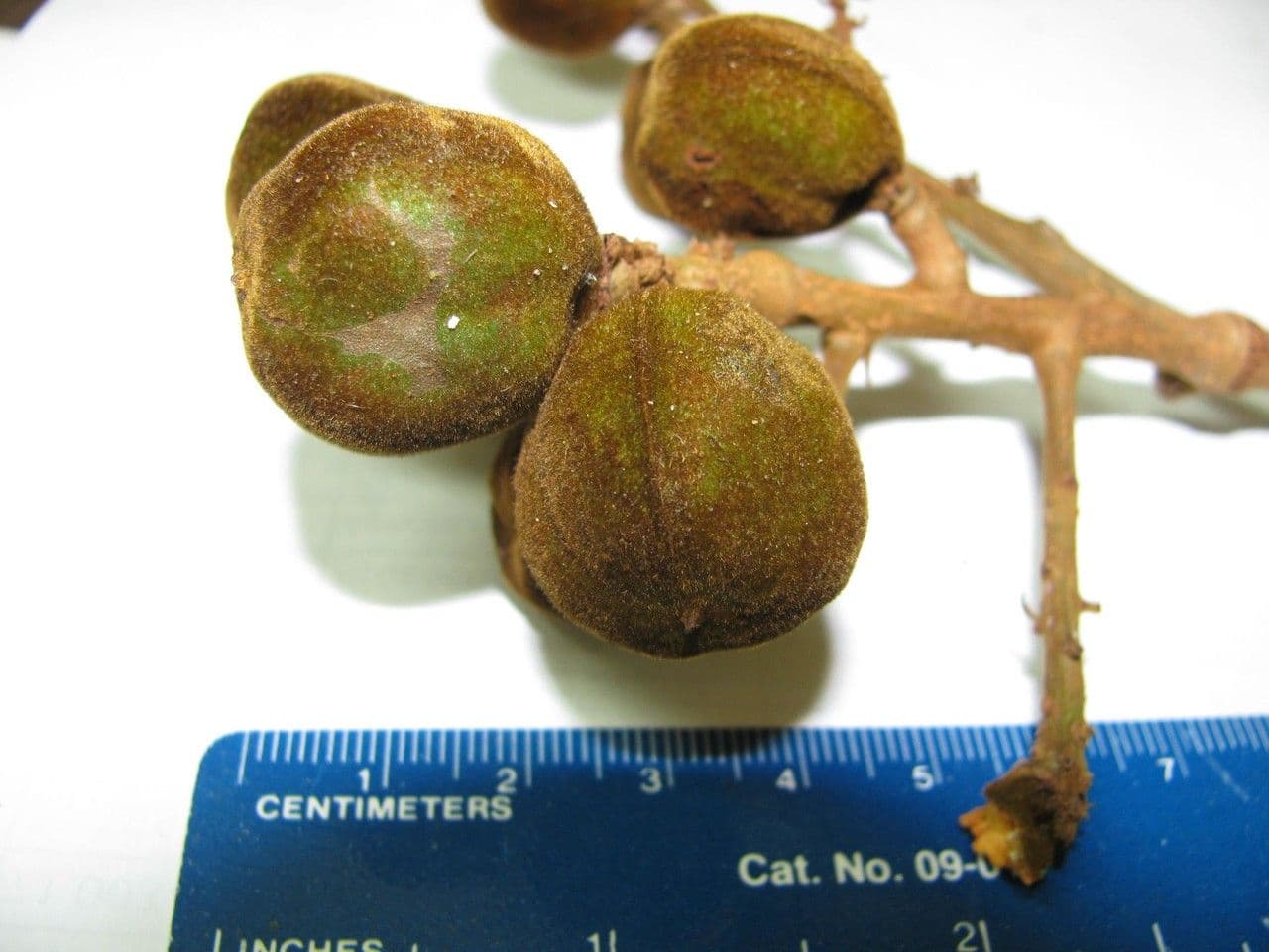 Cupania americká 15