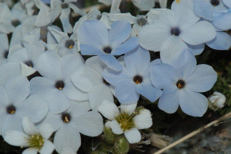 Phlox 5