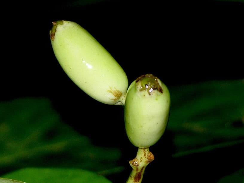 Chione venosa 4