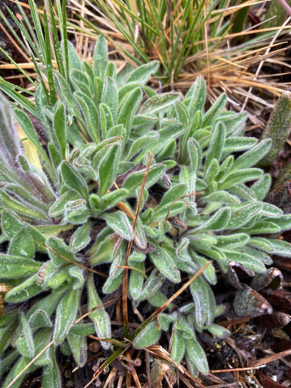 Erigeron 13