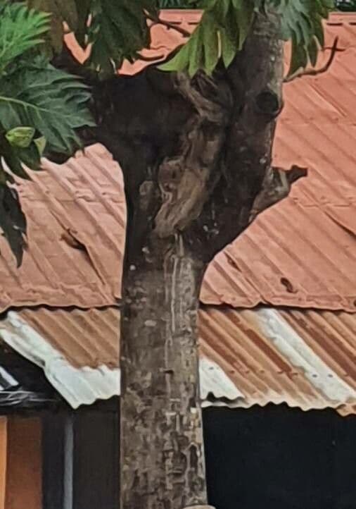 Albero del pane 23