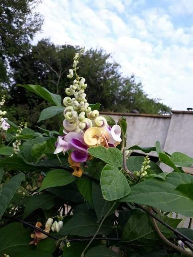Cochliasanthus 13