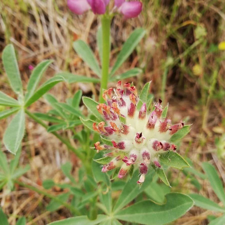 Spanische Lupine