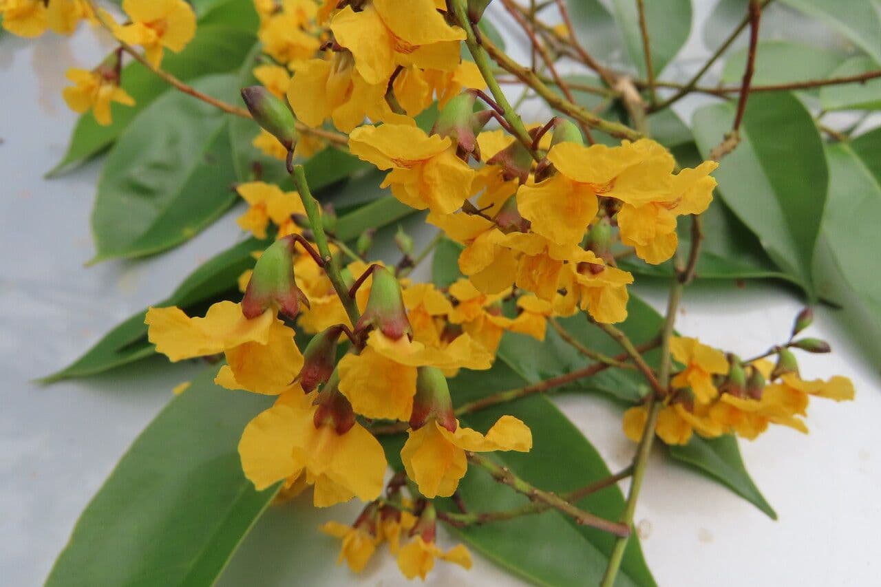 Pterocarpus 8