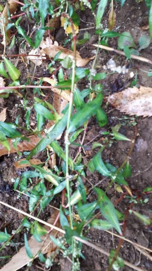 Poligono persicaria 27