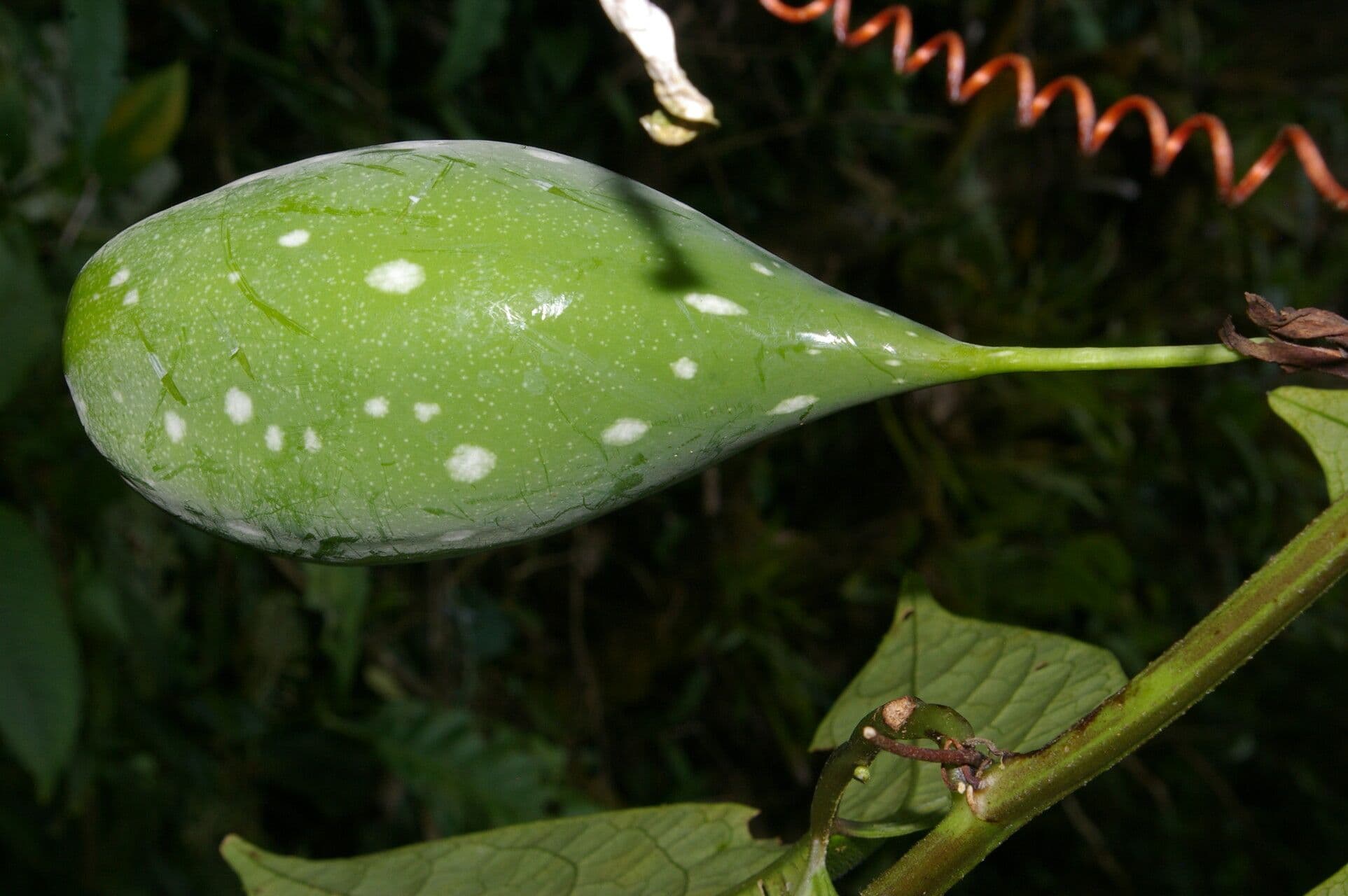 Passiflora 5