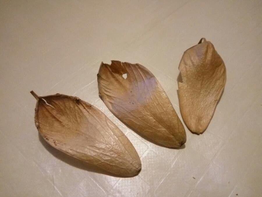 Chinesischer Flaschenbaum 3