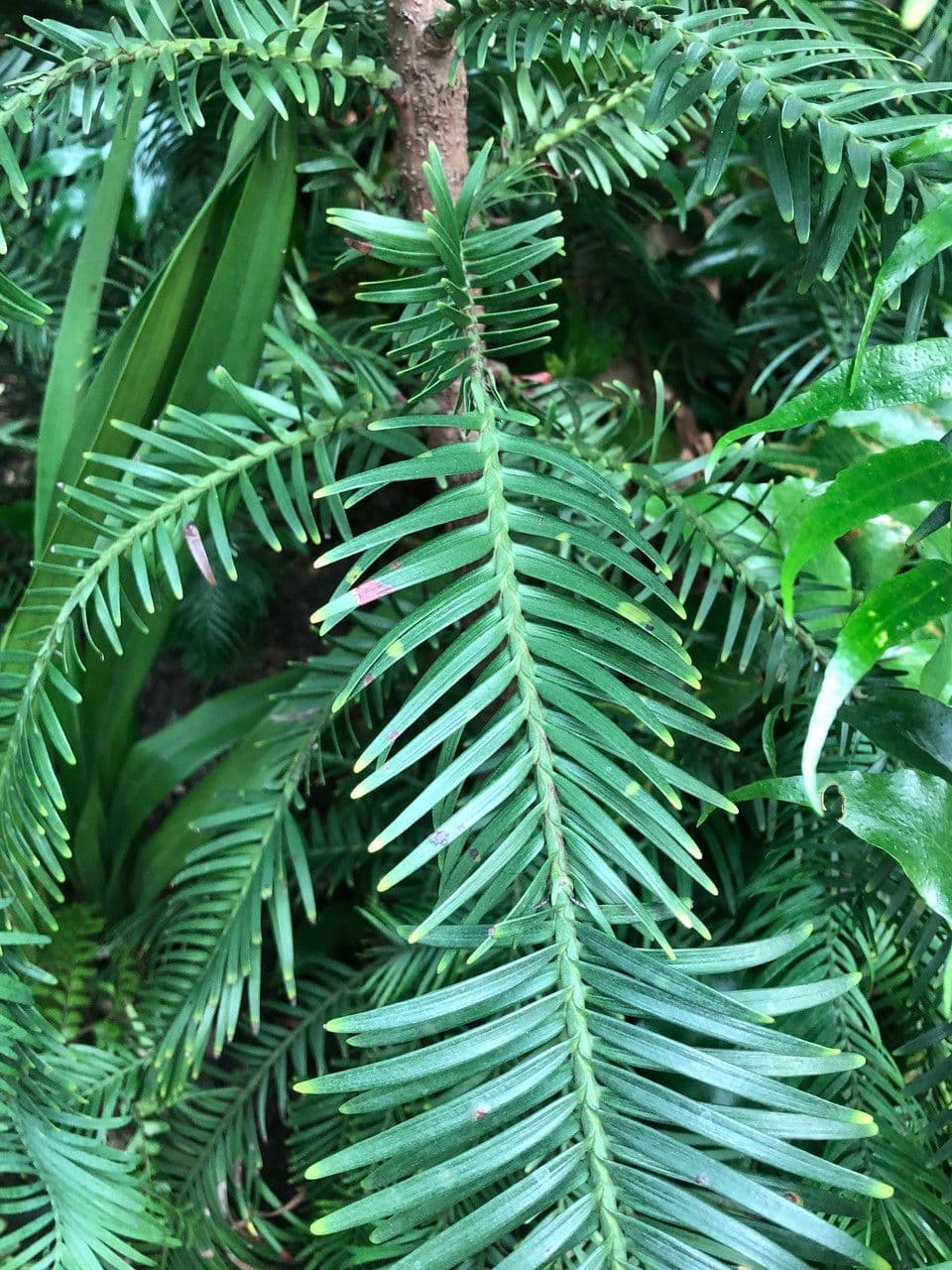 Wollemi 19