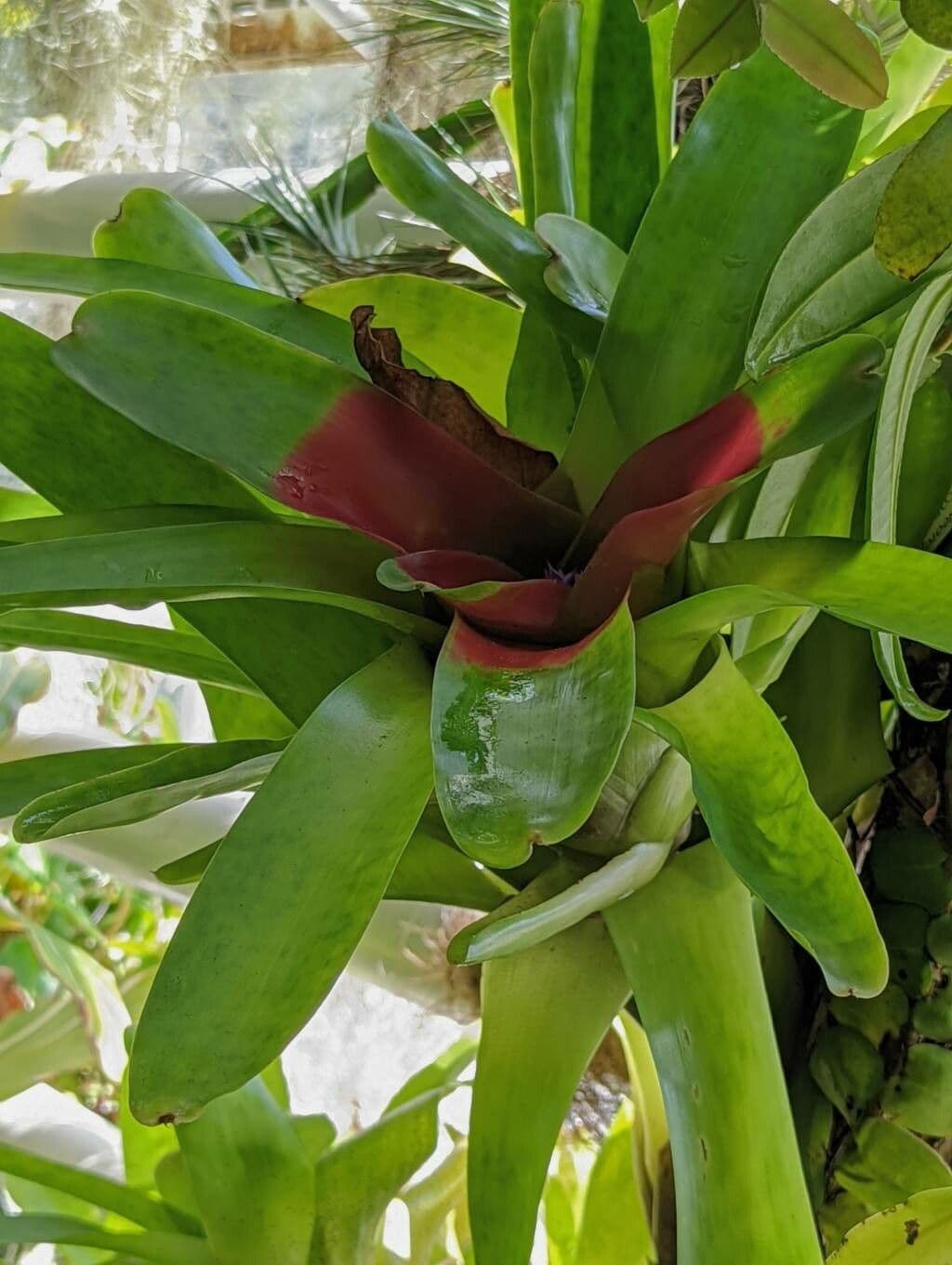 Kompakte Neoregelia 3