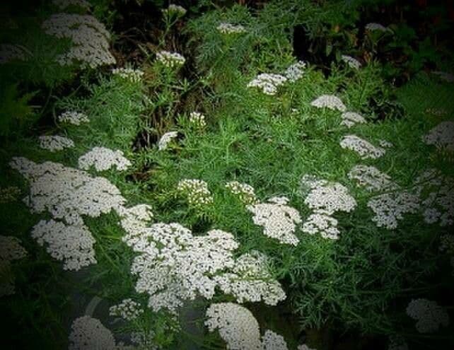 Chamomile-leaved Yarrow 2