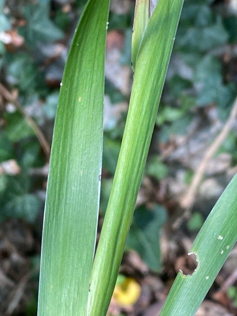 Iris fétide 25