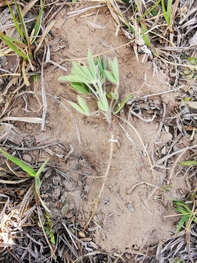 Silbriger Lupine 13