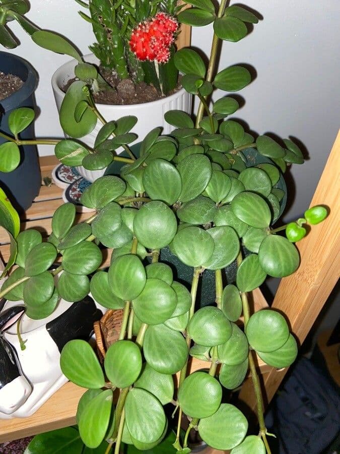 Peperomia 12