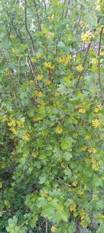 Ribes aureo 12