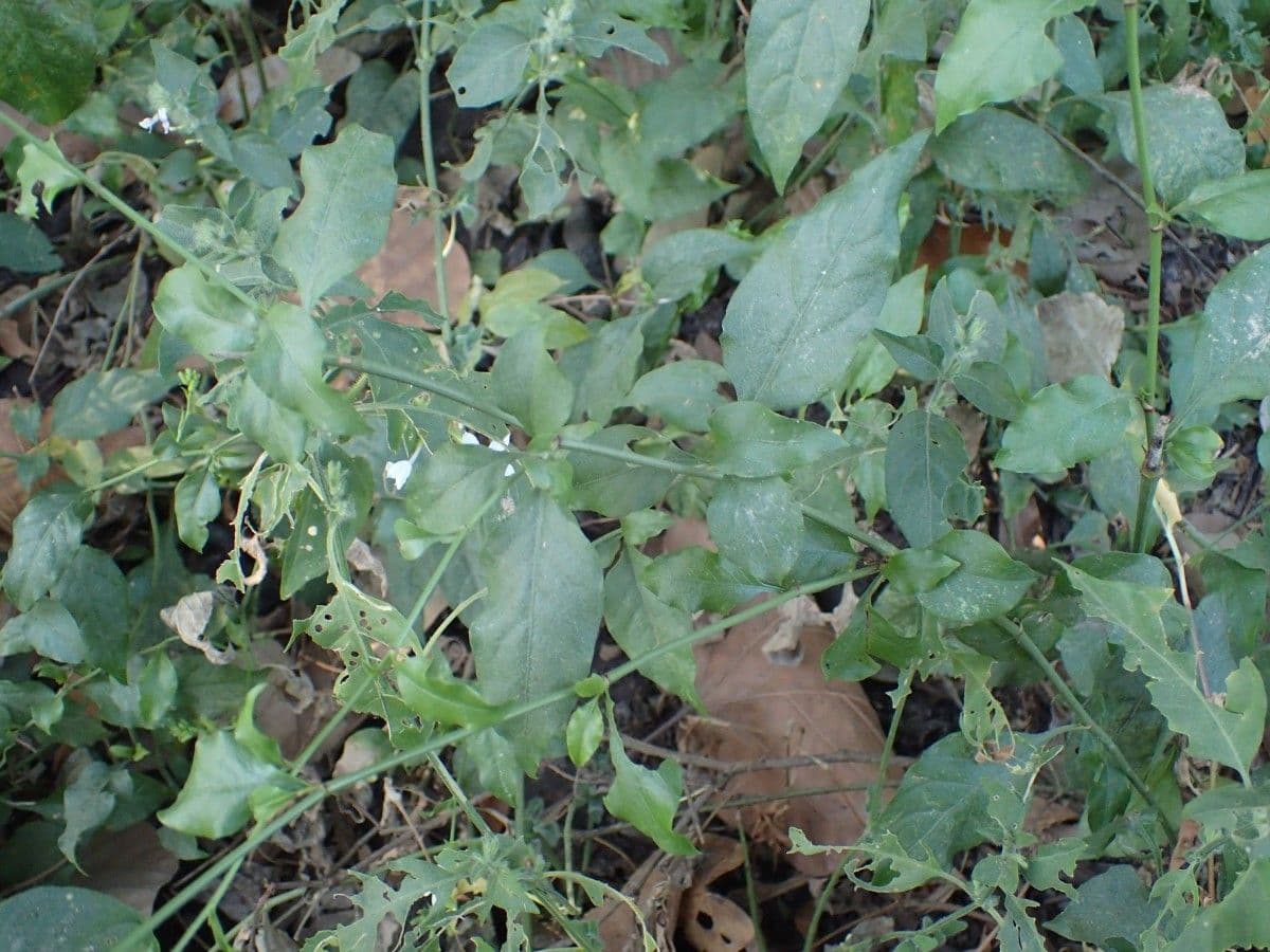 Plumbago zeylanica 26